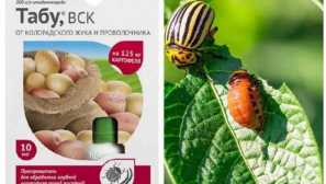Табу од ефикасноста на colorado beetle за штетници штетници, осврти и препораки за употреба